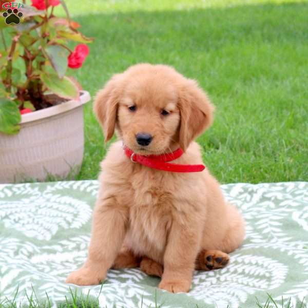 Kianna, Golden Retriever Puppy