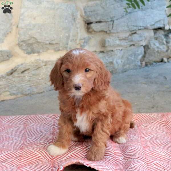 Kiara, Mini Goldendoodle Puppy