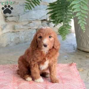 Kiara, Mini Goldendoodle Puppy
