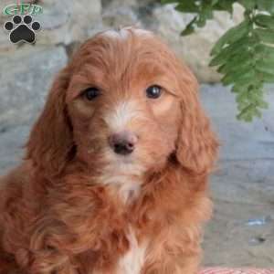 Kiara, Mini Goldendoodle Puppy