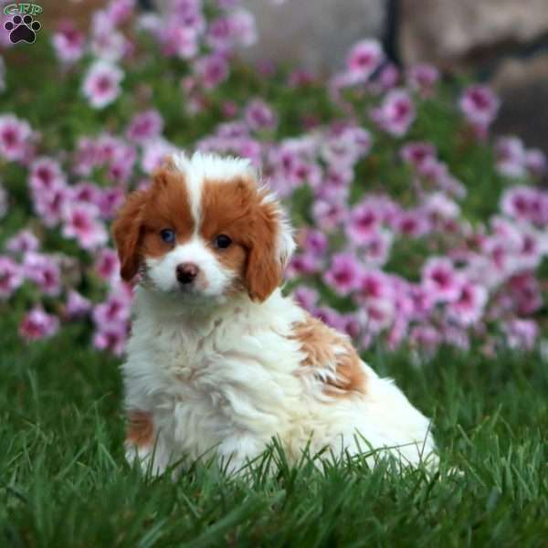 Kierra, Cavapoo Puppy