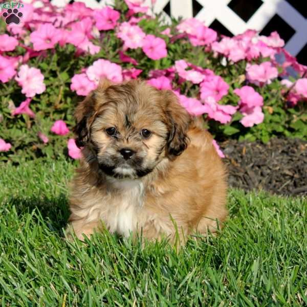 Kierra, Teddy Bear Puppy