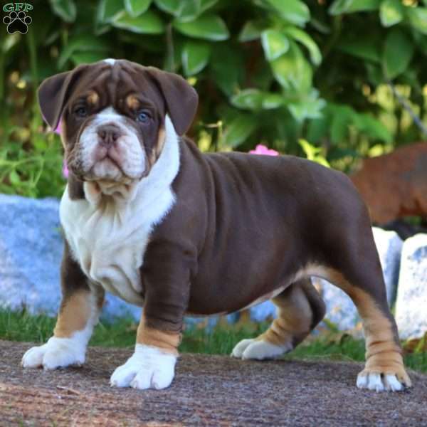 Kierra, Olde English Bulldogge Puppy