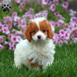 Kierra, Cavapoo Puppy