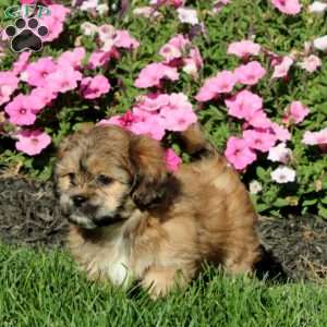 Kierra, Teddy Bear Puppy