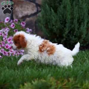 Kierra, Cavapoo Puppy