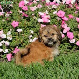 Kierra, Teddy Bear Puppy