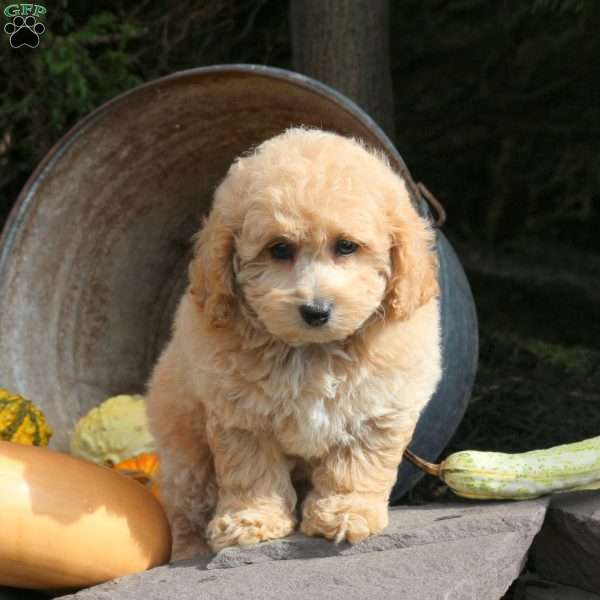 Kiesha, Bich-Poo Puppy