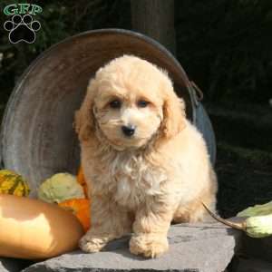 Kiesha, Bich-Poo Puppy