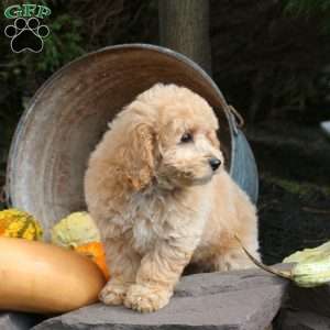 Kiesha, Bich-Poo Puppy