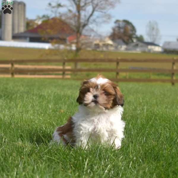 Kiki, Shih Tzu Puppy