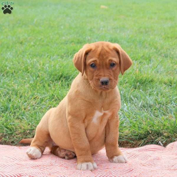 Kiki, Fox Red Labrador Retriever Puppy