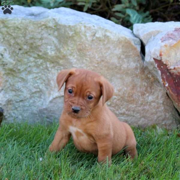 Kiki, Fox Red Labrador Retriever Puppy