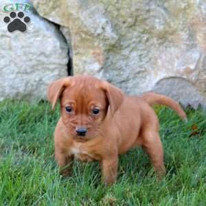 Kiki, Fox Red Labrador Retriever Puppy