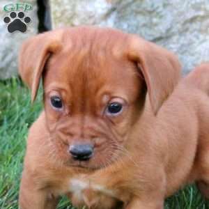 Kiki, Fox Red Labrador Retriever Puppy