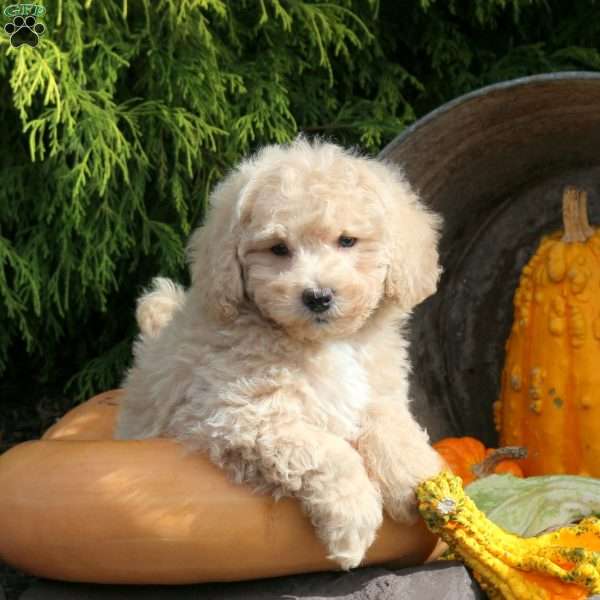 Kilo, Bich-Poo Puppy