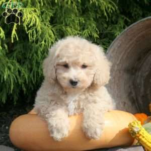 Kilo, Bich-Poo Puppy