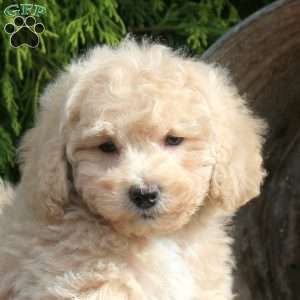 Kilo, Bich-Poo Puppy