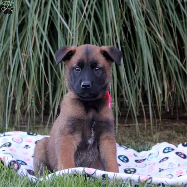 Kim, Belgian Malinois Puppy