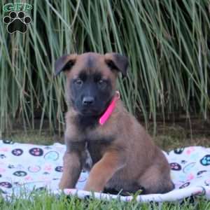 Kim, Belgian Malinois Puppy