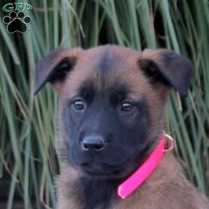 Kim, Belgian Malinois Puppy