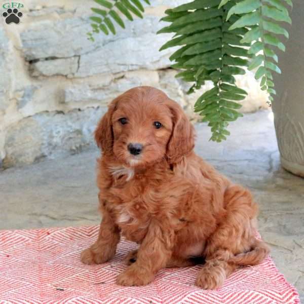 Kimber, Mini Goldendoodle Puppy