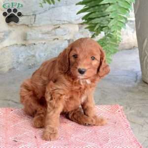Kimber, Mini Goldendoodle Puppy