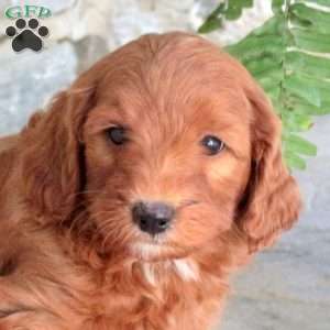 Kimber, Mini Goldendoodle Puppy