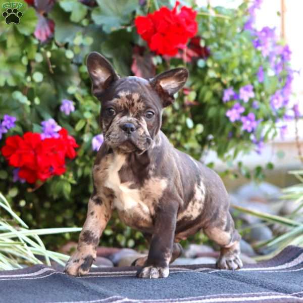 Kip, Frenchton Puppy