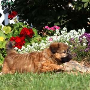 Kip, Shih Tzu Puppy