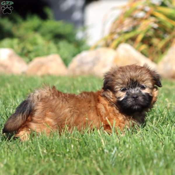 Kip, Shih Tzu Puppy