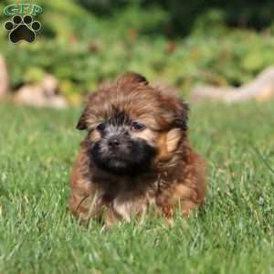 Kip, Shih Tzu Puppy