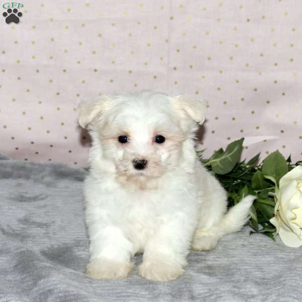 Kipper, Maltese Puppy