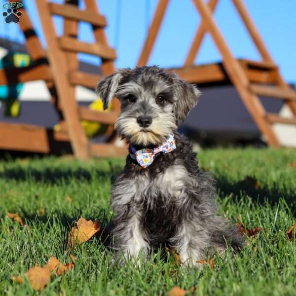 Kira, Miniature Schnauzer Puppy