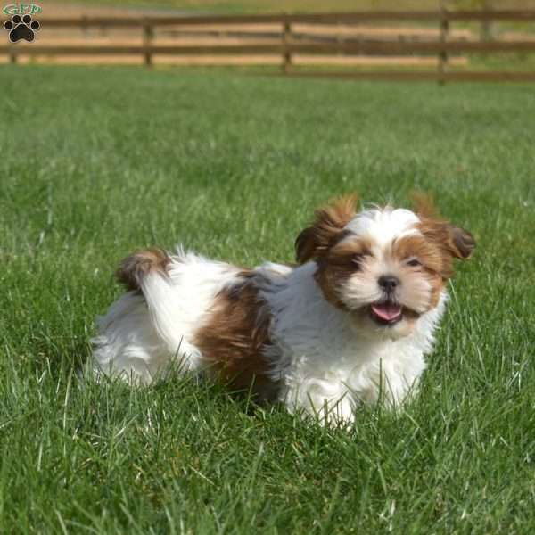 Kirby, Shih Tzu Puppy