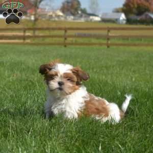 Kirby, Shih Tzu Puppy