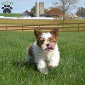 Kirby, Shih Tzu Puppy