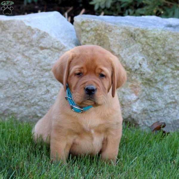Kirk, Fox Red Labrador Retriever Puppy