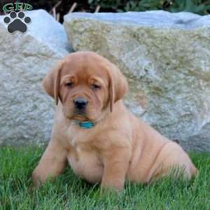 Kirk, Fox Red Labrador Retriever Puppy