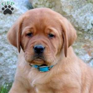 Kirk, Fox Red Labrador Retriever Puppy
