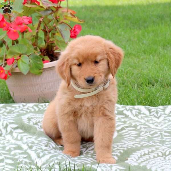 Kirsten, Golden Retriever Puppy