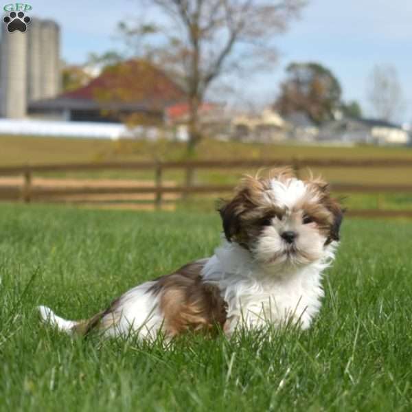 Kit Kat, Shih Tzu Puppy