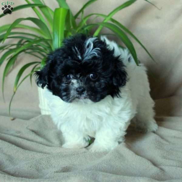 Kit, Shih-Poo Puppy