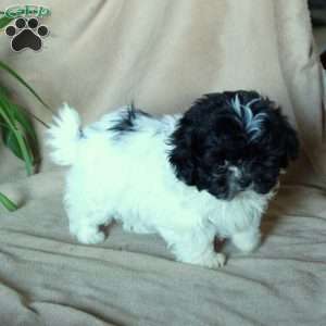 Kit, Shih-Poo Puppy