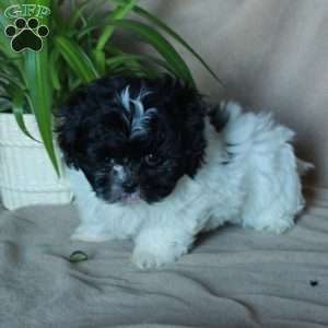 Kit, Shih-Poo Puppy