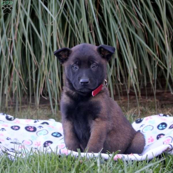 Knox, Belgian Malinois Puppy