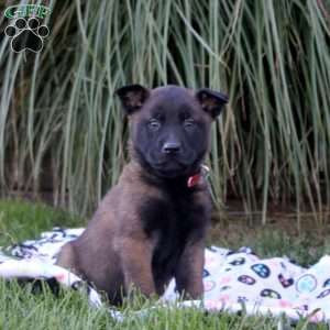 Knox, Belgian Malinois Puppy
