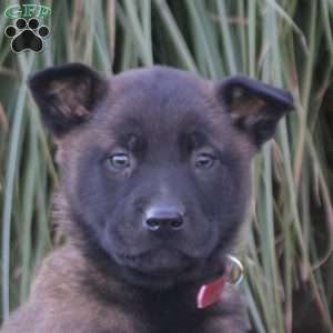 Knox, Belgian Malinois Puppy