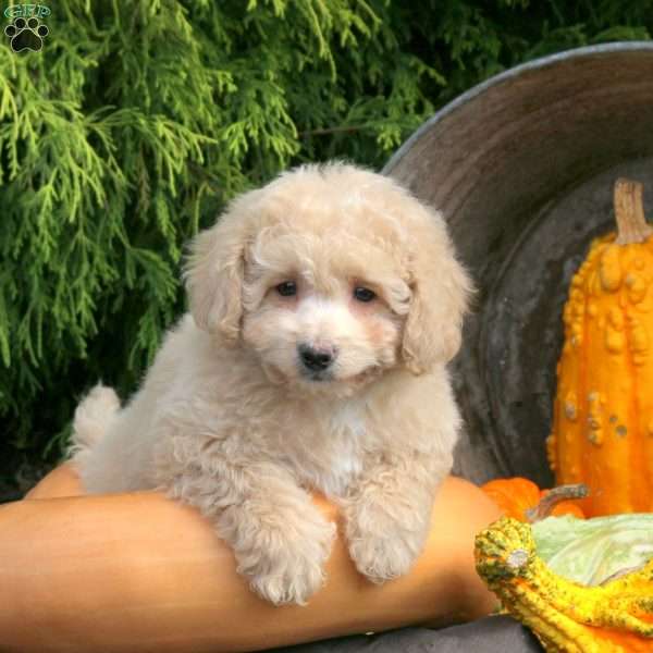 Koa, Bich-Poo Puppy