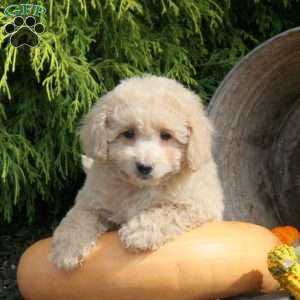 Koa, Bich-Poo Puppy